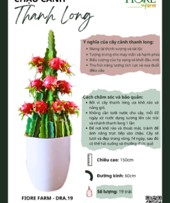 [Y2025] Chậu Hoa 19 Trái